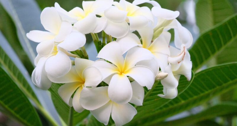 ハワイアンキルトでデザインされる花プルメリア
