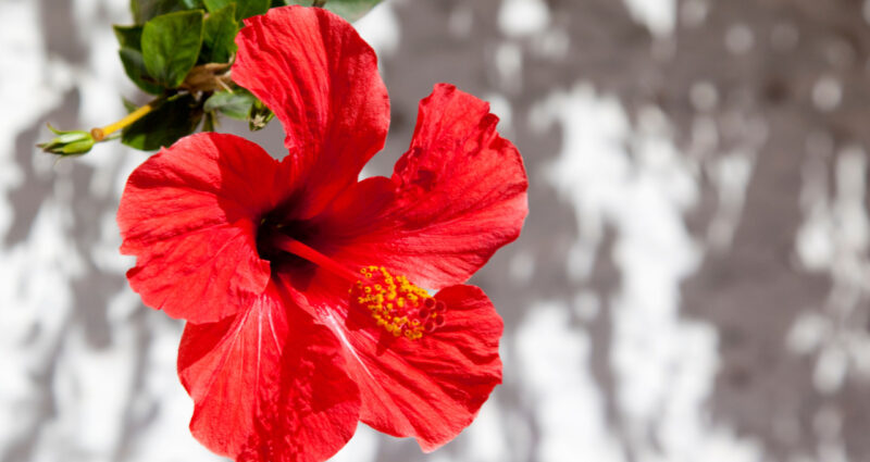 ハワイアンキルトでデザインされる花ハイビスカス